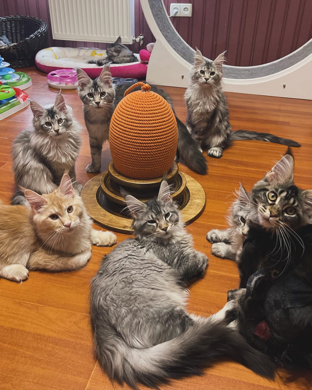 Family Maine Coon kittens