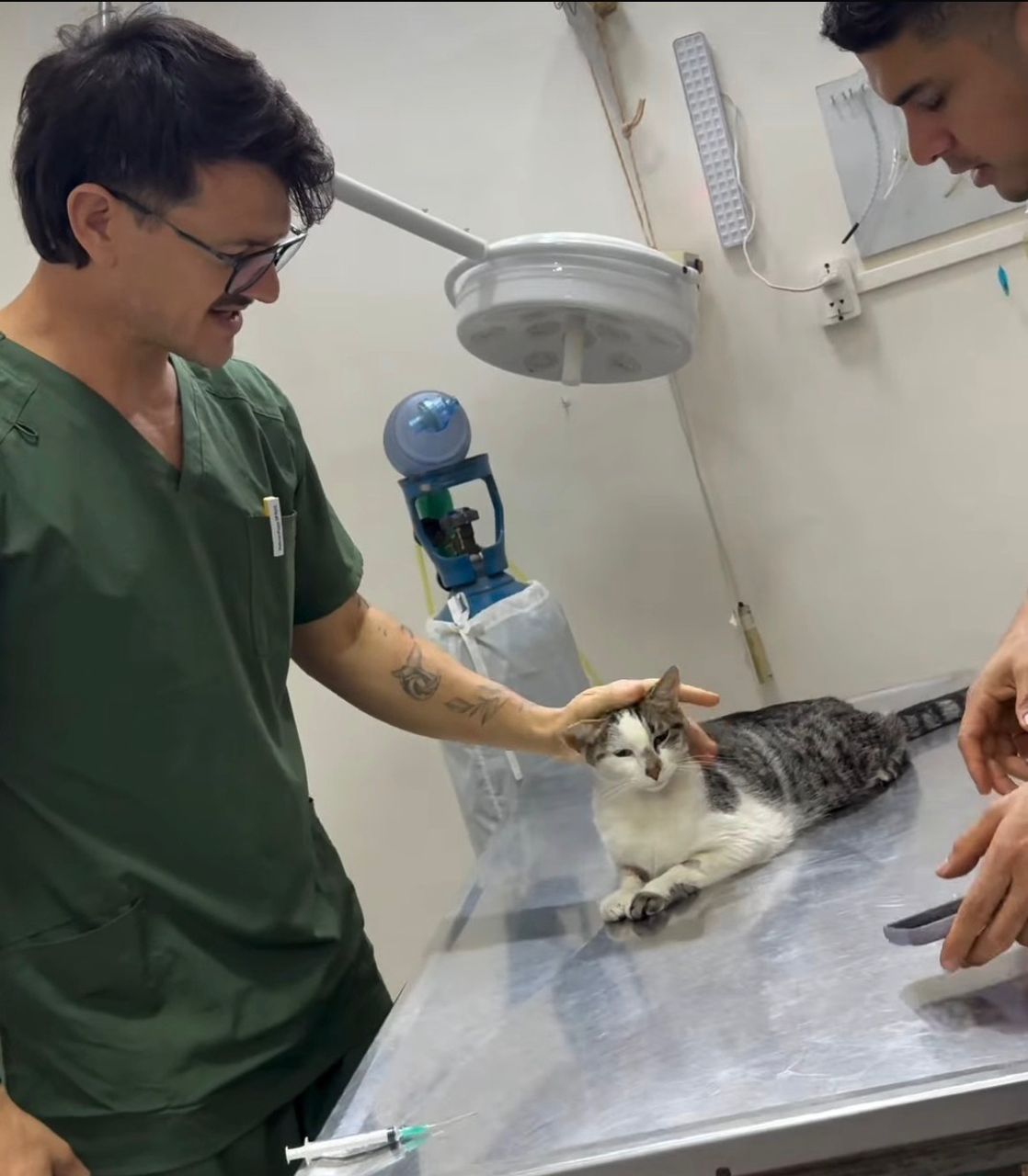 Health and care for Maine Coon kittens