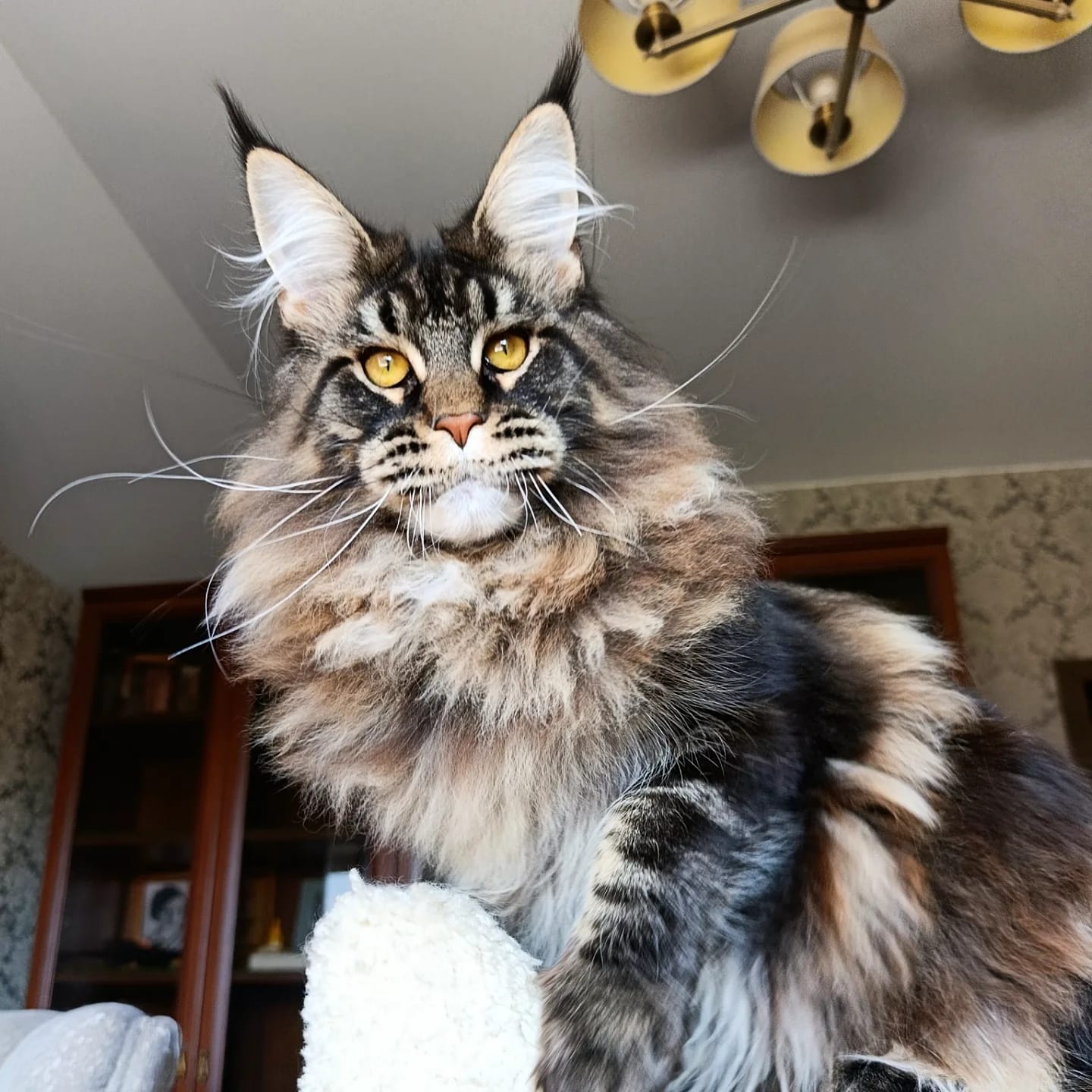 Our Maine Coon cat 1