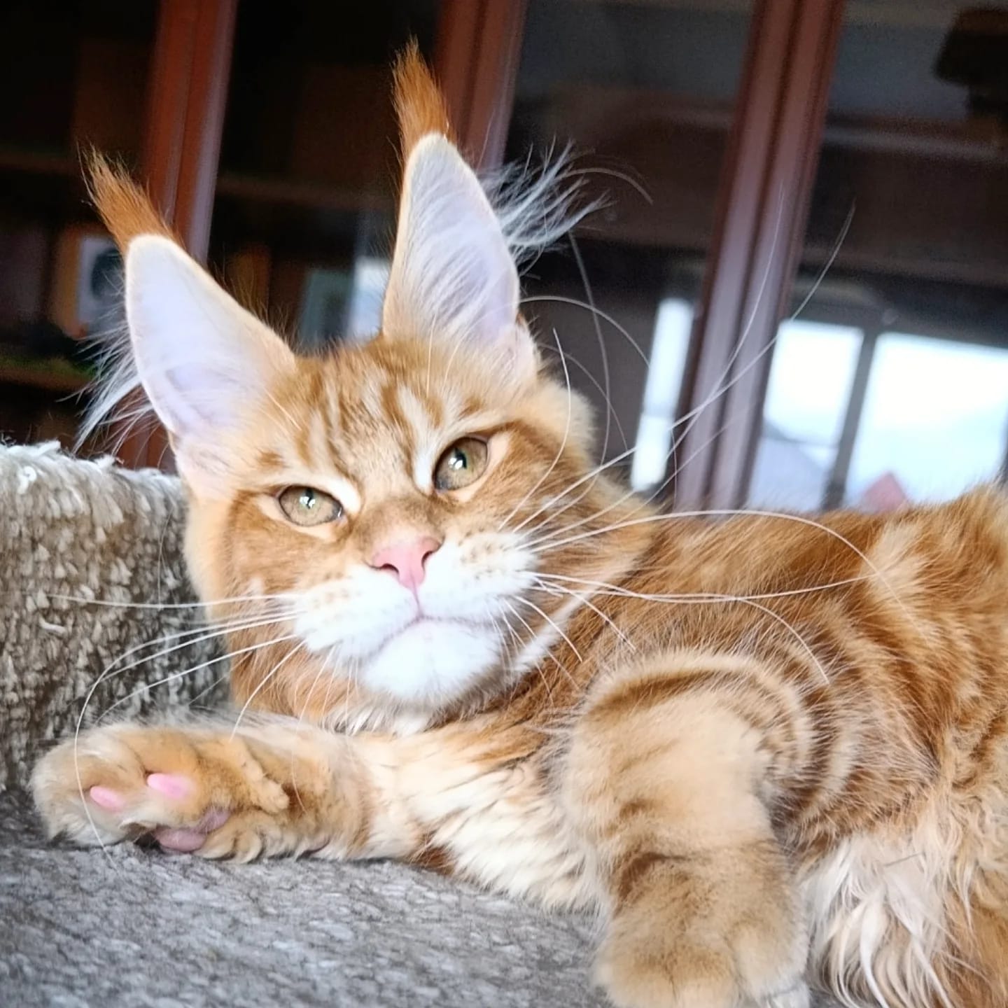 Our Maine Coon cat 5